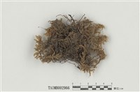 藏品(木苔屬)的圖片